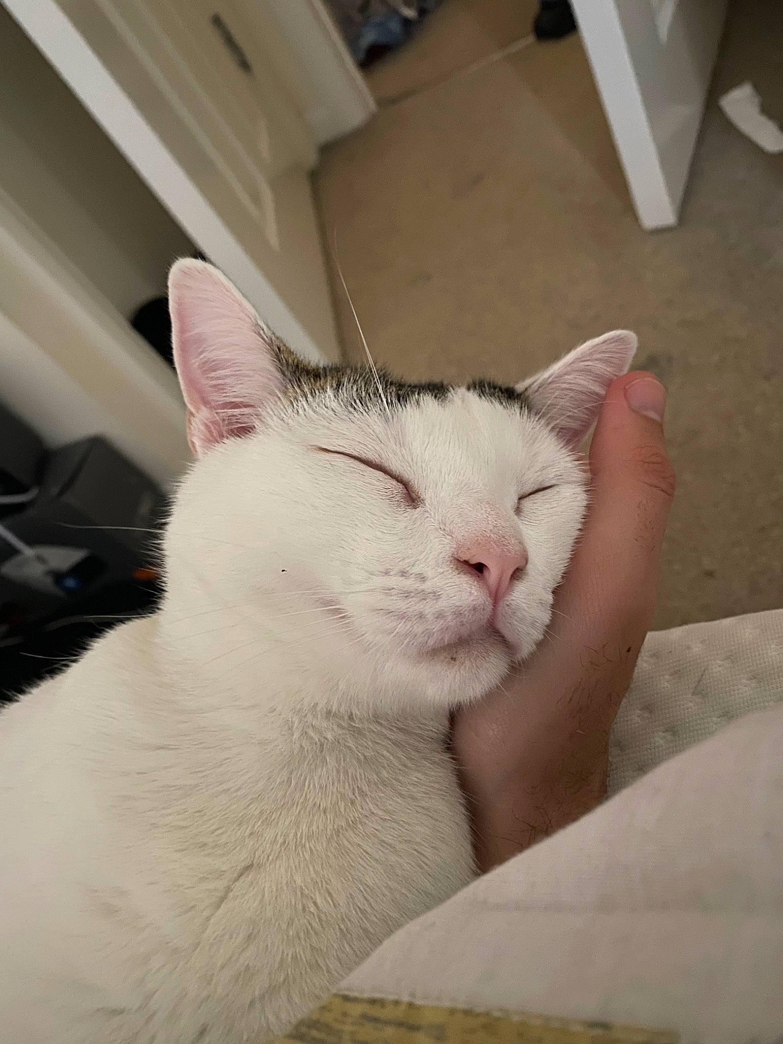 Milo joined the competition — help win amazing prizes! carnivore, cat, comfort, domestic_short_haired_cat, eye, felidae, flooring, fur, head, small_to_medium_sized_cats, snout, tail, terrestrial_animal, whiskers