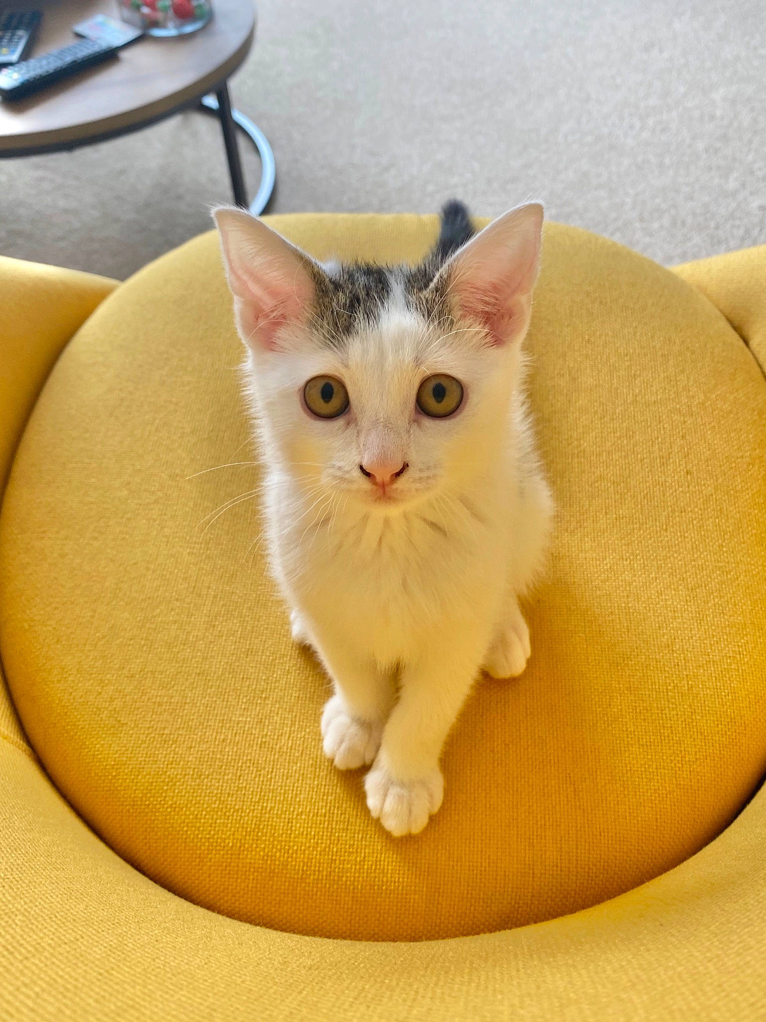 Milo is registered to the contest to win money with this photo: balinese, box, carnivore, cat, claw, comfort, couch, domestic_short_haired_cat, fawn, felidae, fur, paw, sitting, small_to_medium_sized_cats, snout, tableware, tail, whiskers