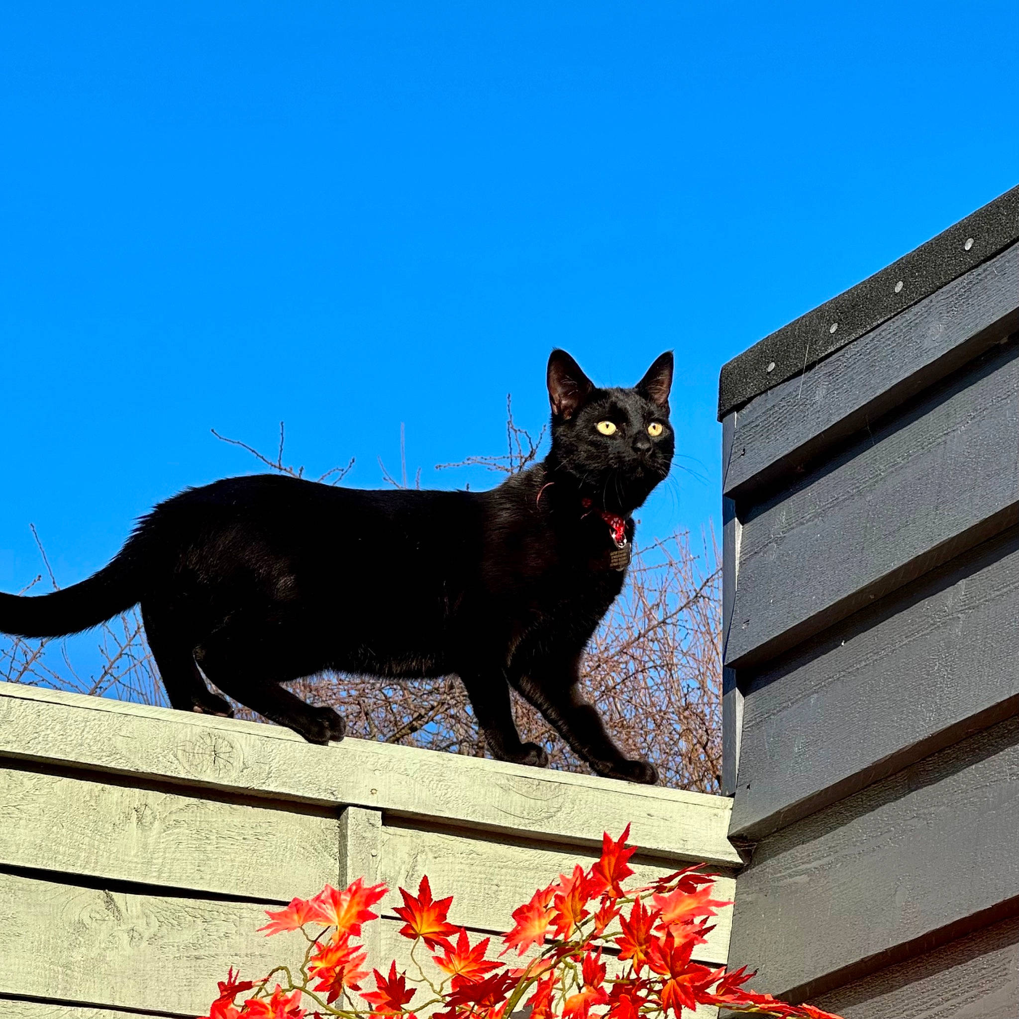 Gatsby joined the competition — help win amazing prizes! black_cat, bombay, building, carmine, carnivore, cat, domestic_short_haired_cat, electric_blue, felidae, fur, plant, red, sky, small_to_medium_sized_cats, snout, tail, terrestrial_animal, tree, whiskers, window