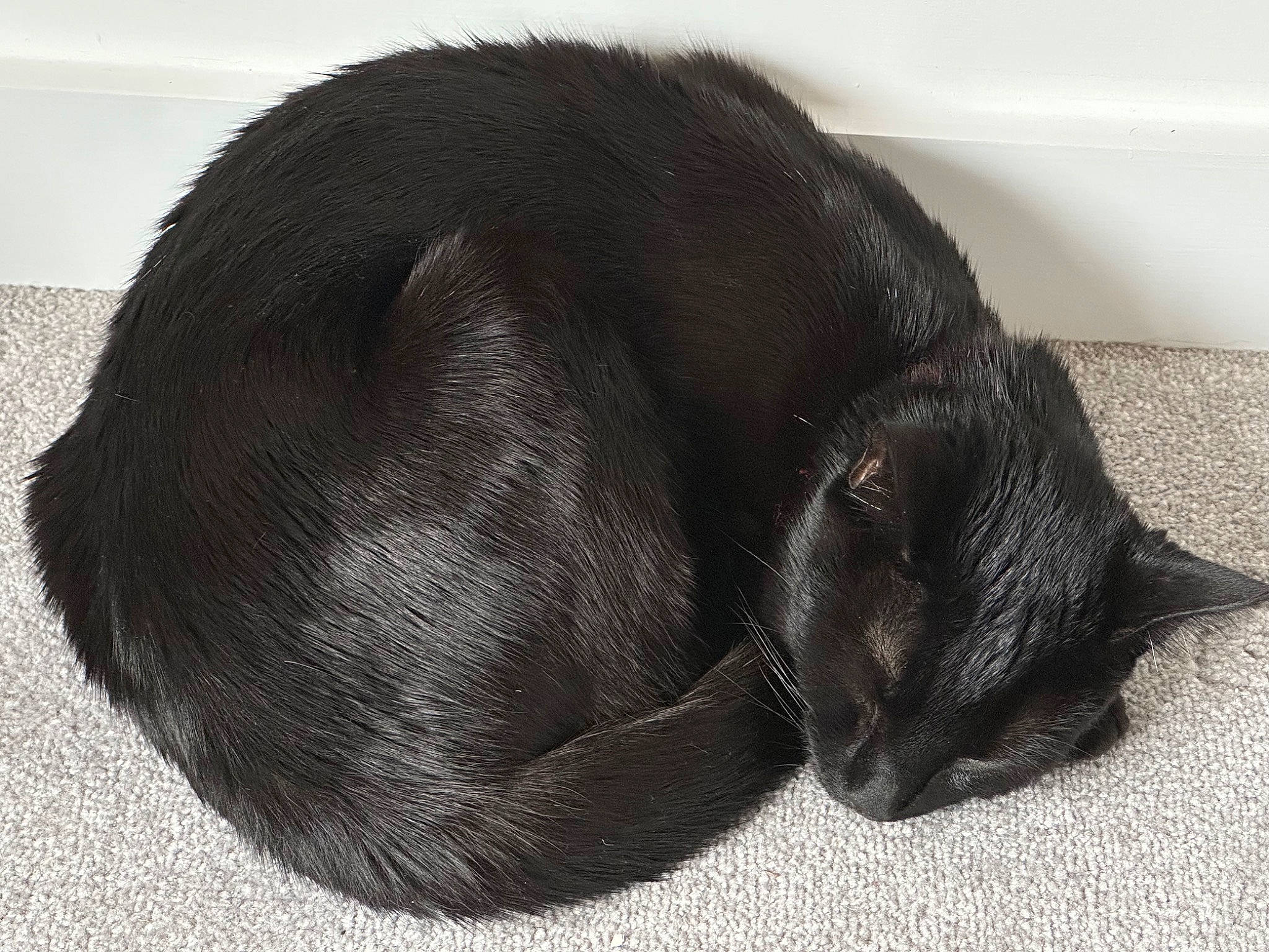 Gatsby joined the competition — help win amazing prizes! black_cat, bombay, carnivore, cat, claw, comfort, dog_breed, domestic_short_haired_cat, fashion_accessory, felidae, fur, nap, paw, sleep, small_to_medium_sized_cats, snout, sporting_group, tail, terrestrial_animal, whiskers