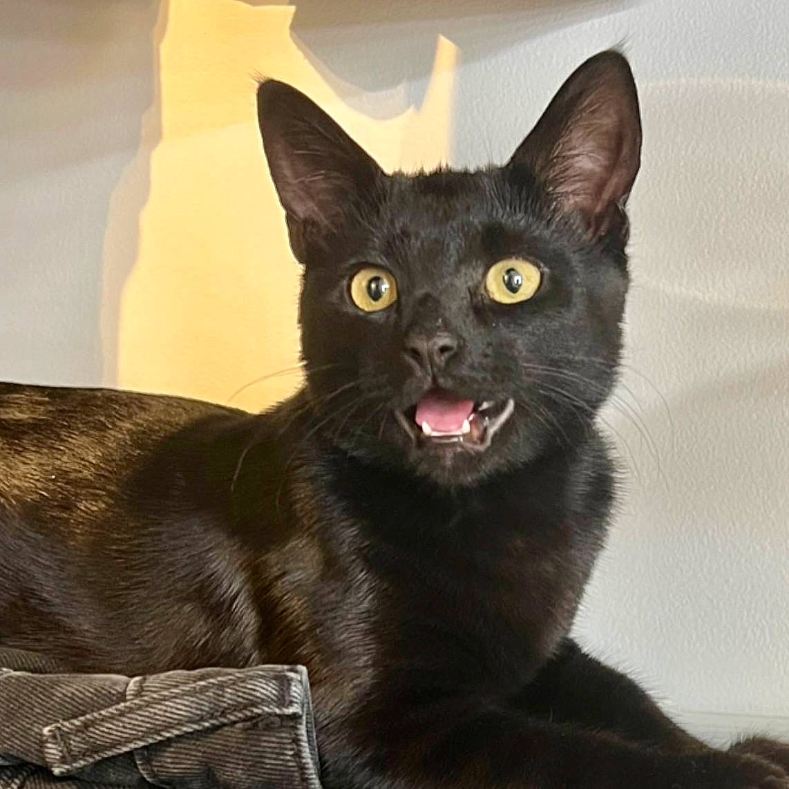 Gatsby joined the competition — help win amazing prizes! black_cat, bombay, carnivore, cat, cat_supply, claw, domestic_short_haired_cat, felidae, fur, small_to_medium_sized_cats, snout, tail, terrestrial_animal, whiskers