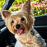 Molly Acklin is registered to the contest to win money with this photo: dog, small_dog, yorkshire_terrier, tongue_out, fluffy_fur, car_interior, car_seat, window, flowers, greenery, nature, pet, cute, animal, outdoor_view, sunlight, happy, close_up, portrait, companion