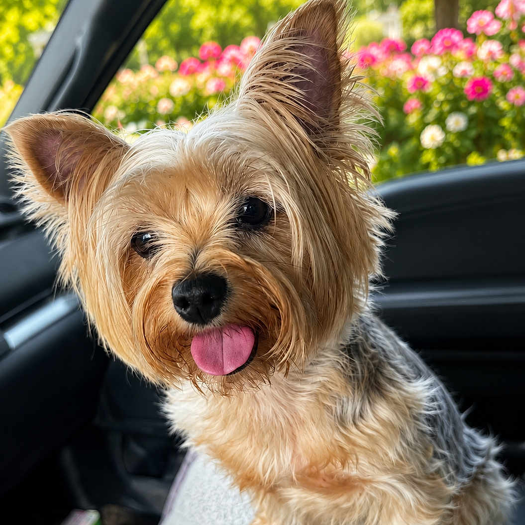 Molly Acklin is registered to the contest to win money with this photo: dog, small_dog, yorkshire_terrier, tongue_out, fluffy_fur, car_interior, car_seat, window, flowers, greenery, nature, pet, cute, animal, outdoor_view, sunlight, happy, close_up, portrait, companion