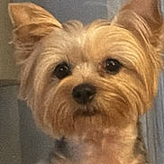 Molly Acklin is registered to the contest to win money with this photo: dog, small_dog, fluffy, pet, indoor, ears, fur, brown, cute, animal, companion, portrait, looking, face, canine, adorable, friendly, domestic, house, closeup