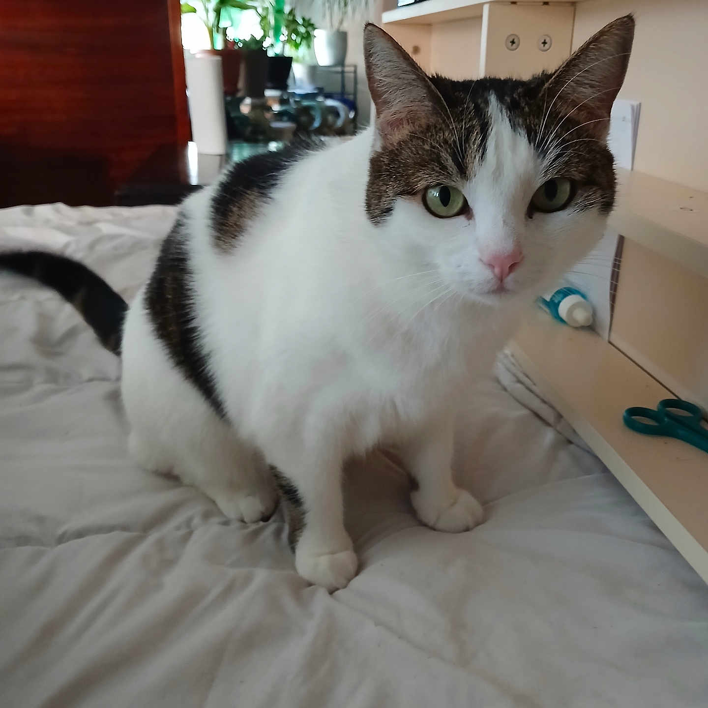 Vany participe au concours pour gagner de l'argent avec cette photo : cat, tabby, white_fur, green_eyes, pink_nose, whiskers, ears, sitting, bed, bedding, bedroom, indoor, houseplant, furniture, shelves, cabinet, scissors, bottle, portrait, pet
