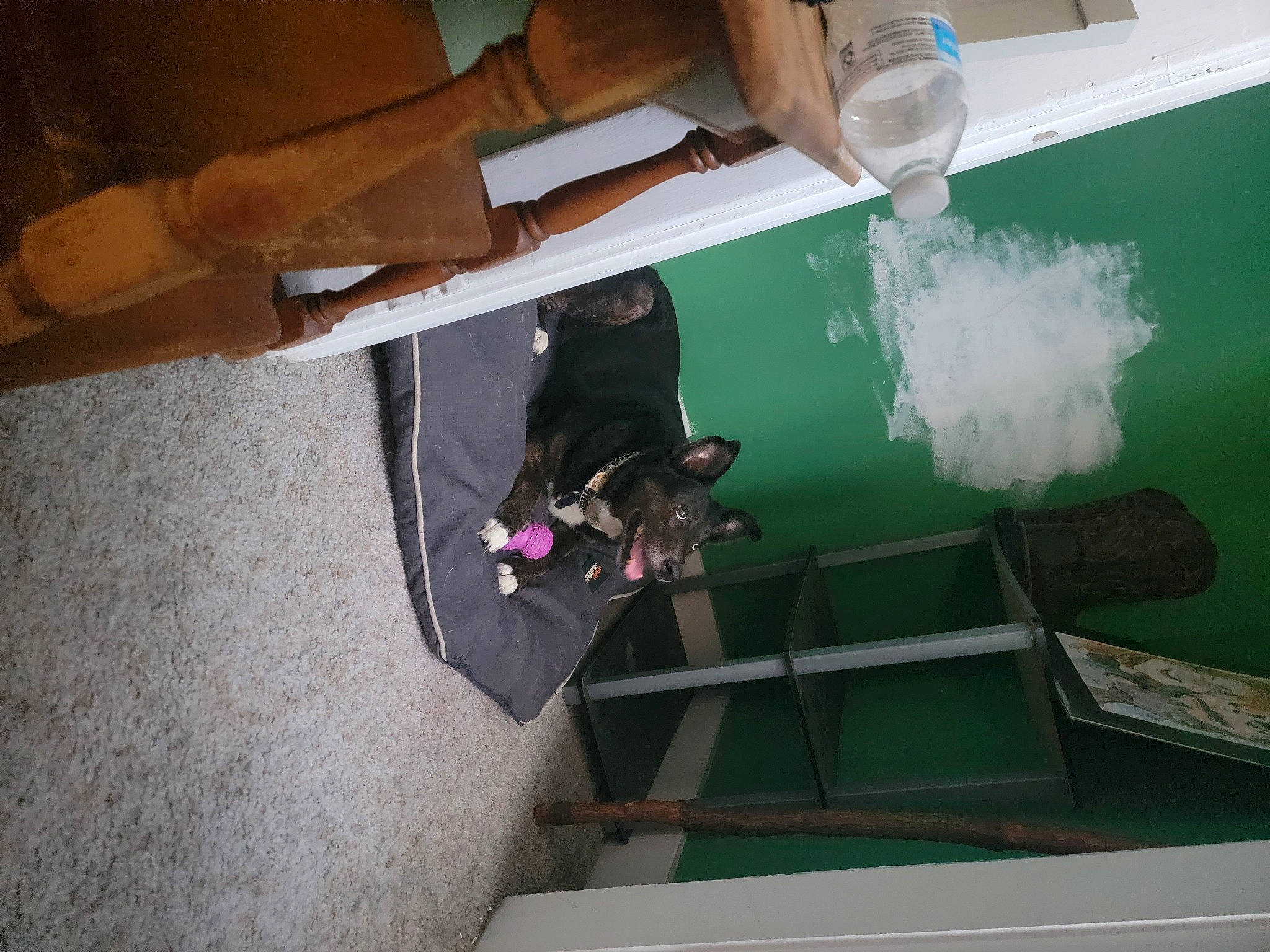 Magic joined the competition — help win amazing prizes! dog, flooring, hardwood, paint, recreation, room, water, wood