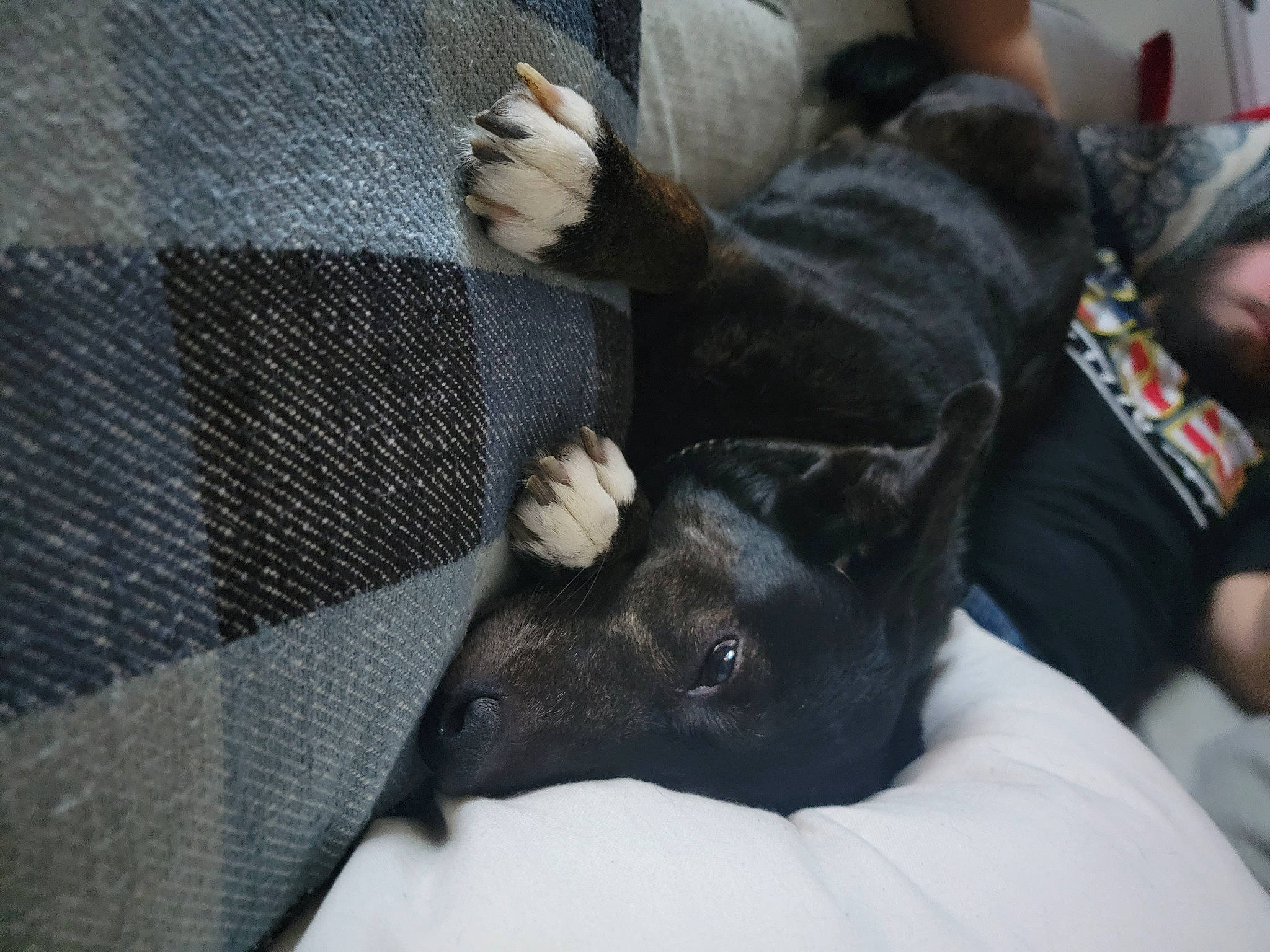 Magic joined the competition — help win amazing prizes! canidae, carnivore, comfort, companion_dog, dog, dog_breed, ear, fawn, felidae, fur, gesture, guard_dog, mammal, mesh, snout, sporting_group, terrestrial_animal, toy_dog, whiskers, working_animal