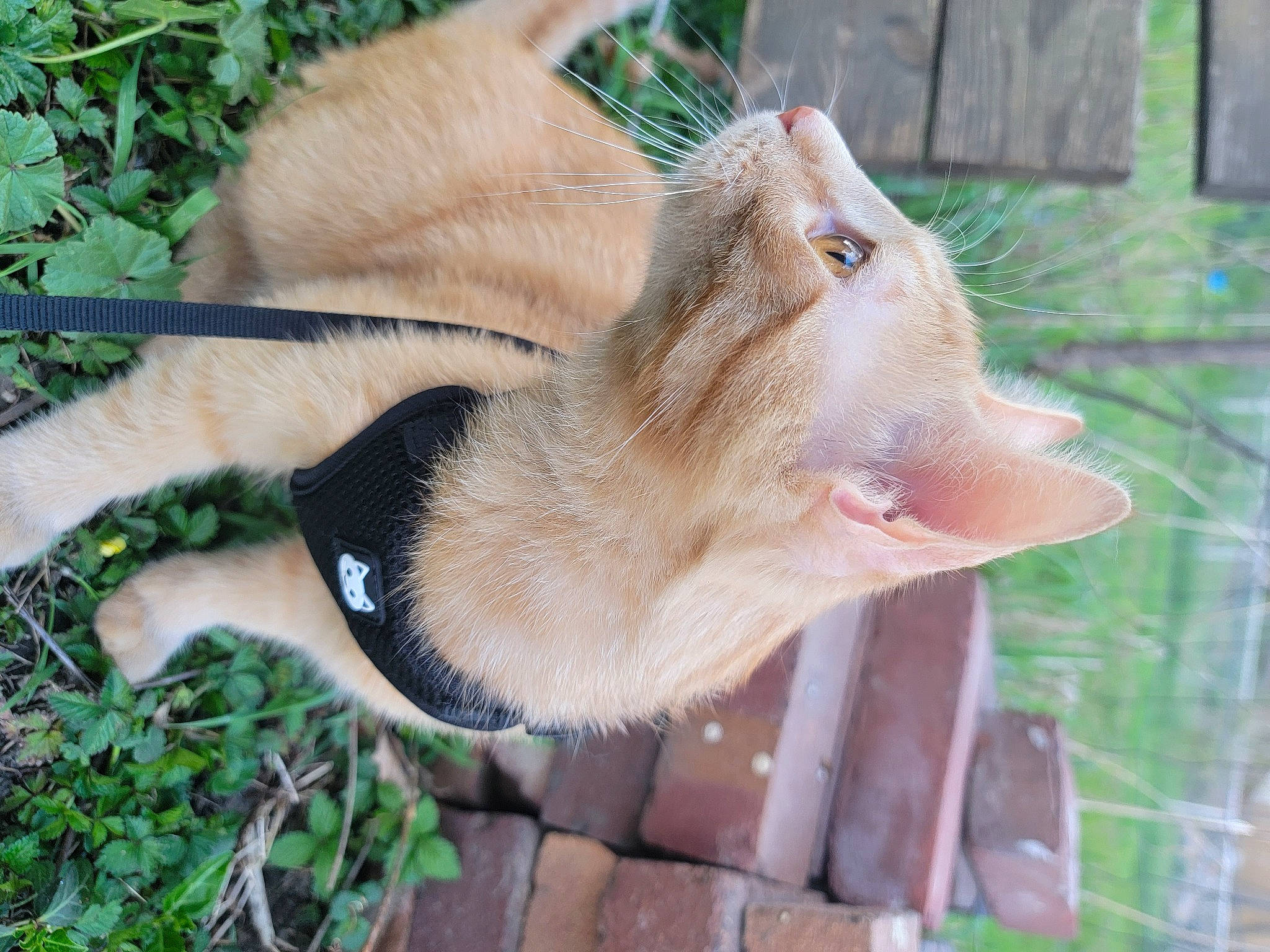 Atreus joined the competition — help win amazing prizes! canidae, carnivore, cat, claw, collar, dog_breed, domestic_short_haired_cat, fang, fawn, felidae, fur, grass, plant, small_to_medium_sized_cats, snout, sporting_group, tail, terrestrial_animal, whiskers, wrinkle