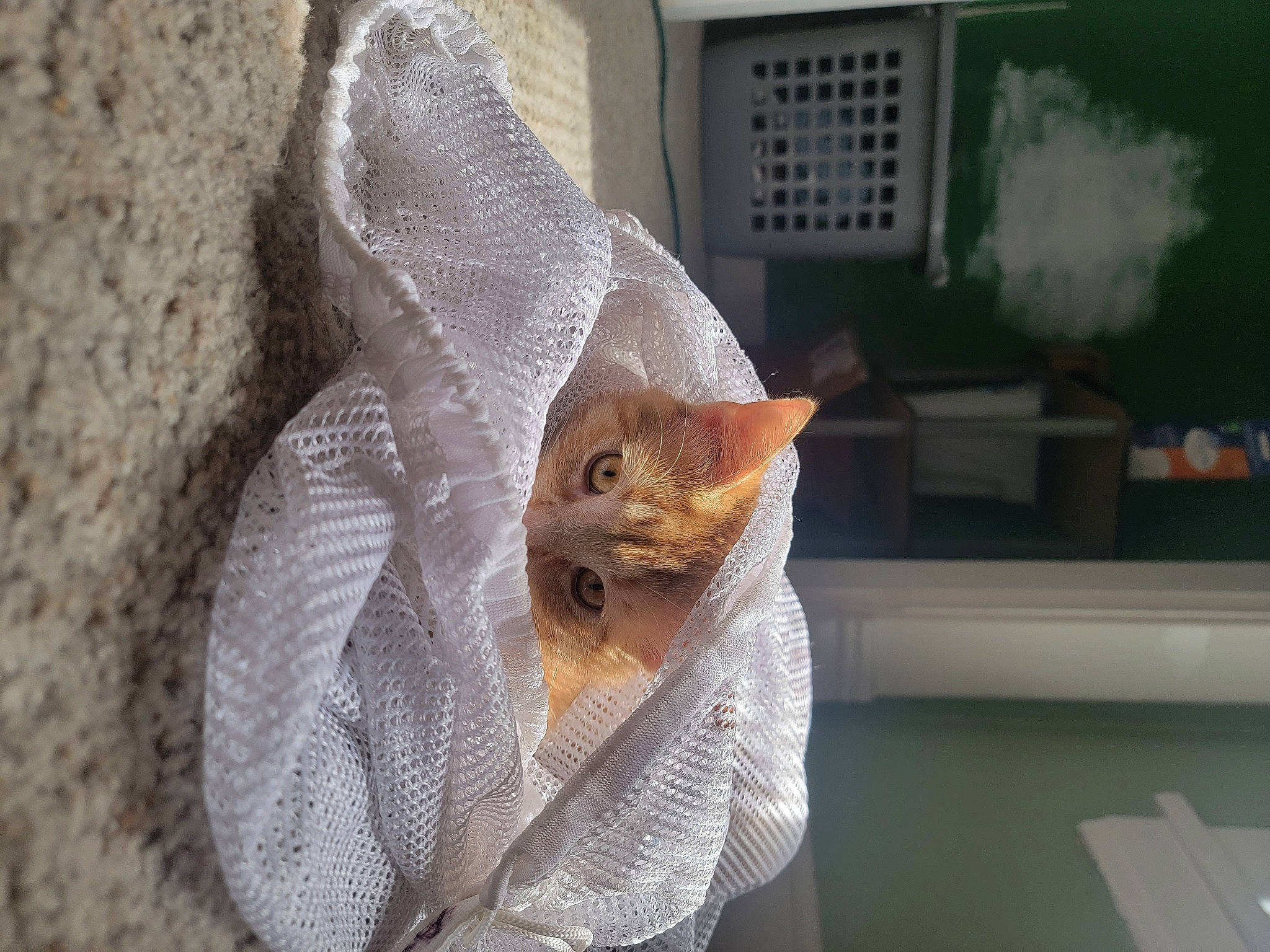 Atreus is registered to the contest to win money with this photo: art, carnivore, cat, comfort, domestic_short_haired_cat, door, fashion_accessory, fawn, felidae, fur, house, linens, room, small_to_medium_sized_cats, snout, tail, thread, whiskers, window, wood