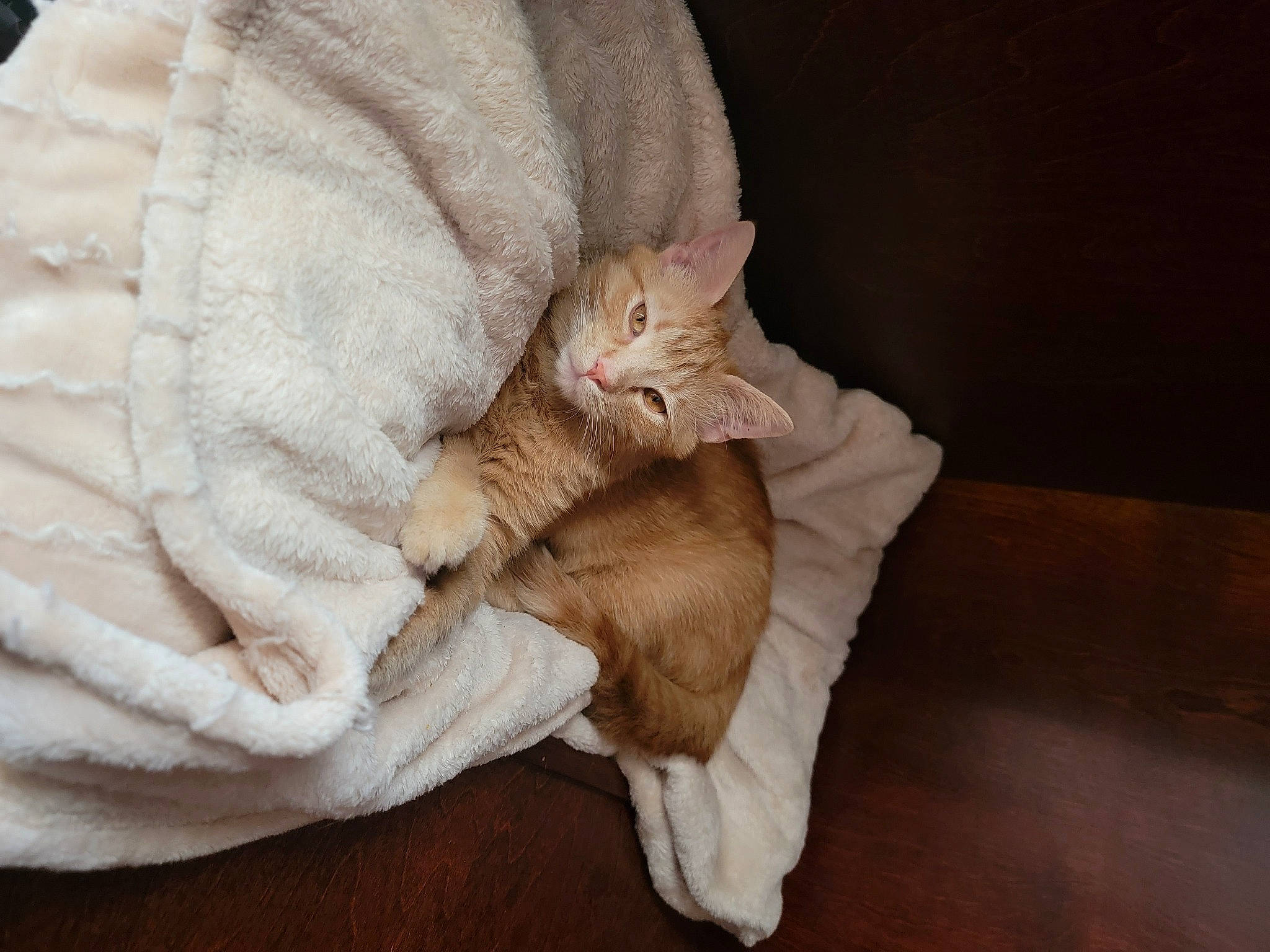 Atreus is registered to the contest to win money with this photo: bed, bed_sheet, bedding, carnivore, cat, claw, comfort, domestic_short_haired_cat, fawn, felidae, flooring, fur, hardwood, linens, nap, paw, small_to_medium_sized_cats, tail, whiskers, wood