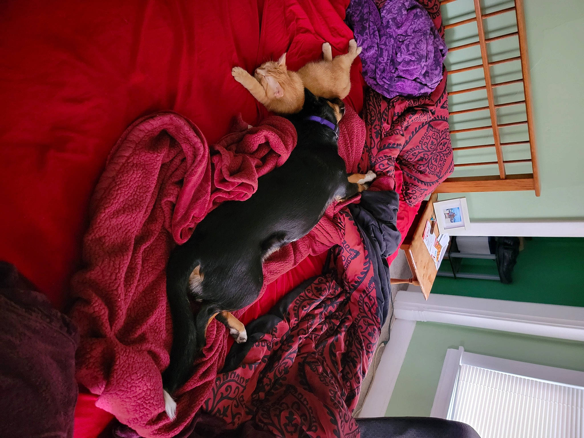 Roman joined the competition — help win amazing prizes! bed_sheet, bedding, carmine, comfort, fashion_design, fur, linens, magenta, pattern, pink, plaid, purple, room, tartan, textile, thread, violet, visual_arts, window, wool