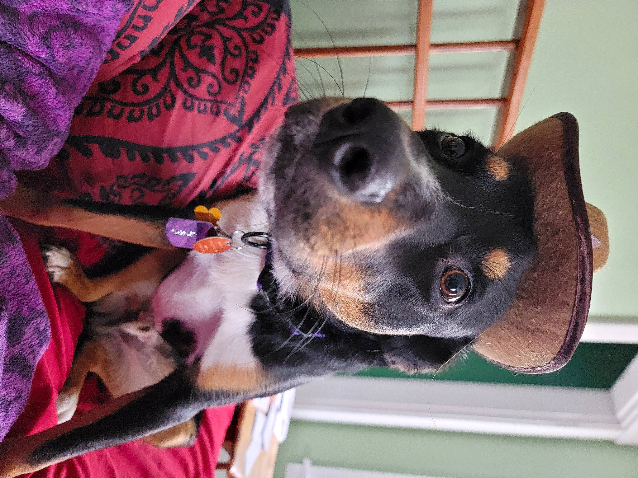 Roman is registered to the contest to win money with this photo: canidae, carnivore, collar, comfort, companion_dog, dog, dog_breed, dog_collar, dog_supply, ear, eyewear, fawn, fur, mammal, pet_supply, snout, sporting_group, whiskers, working_animal, working_dog