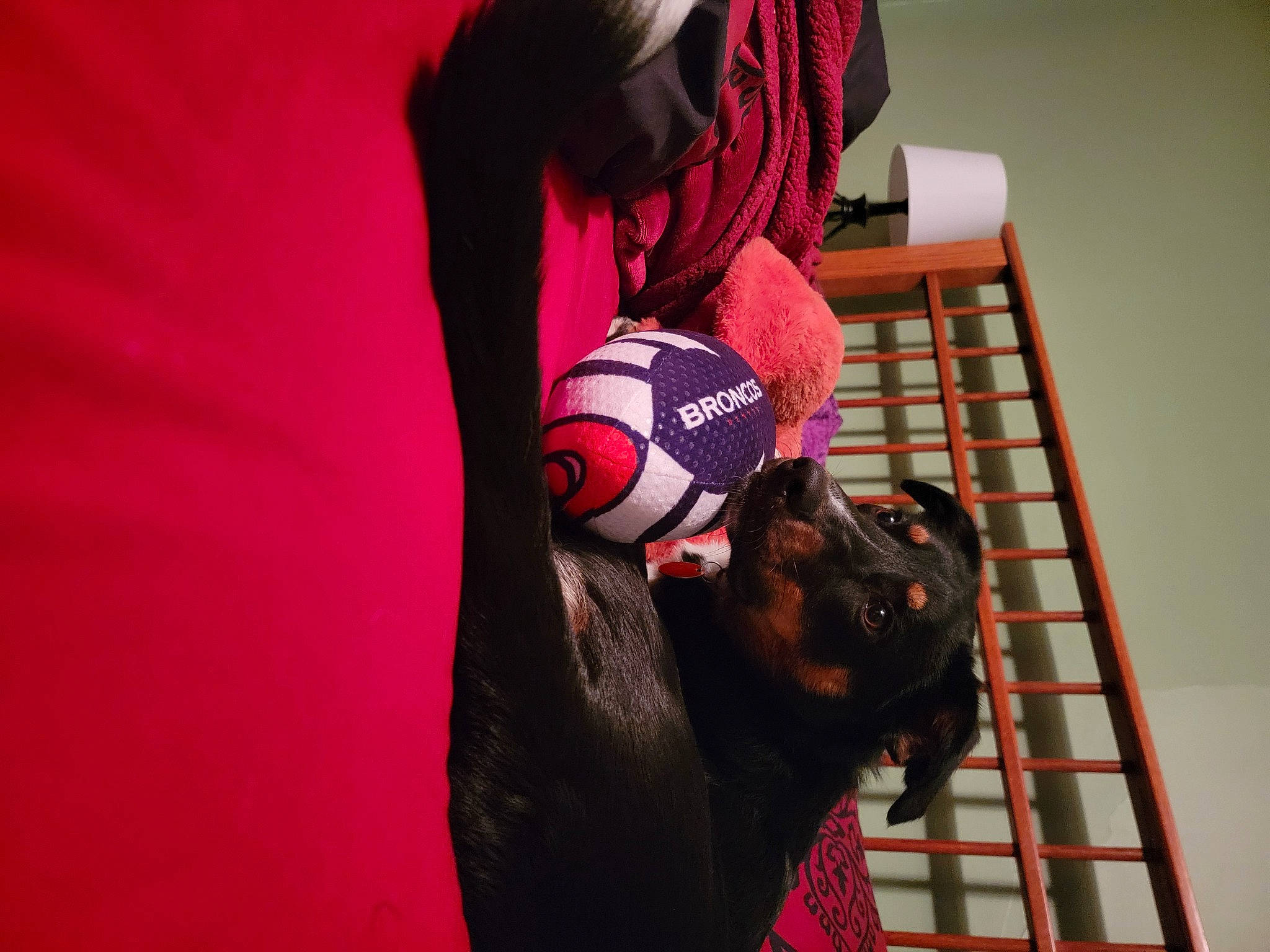 Roman is registered to the contest to win money with this photo: audio_equipment, ball, carmine, companion_dog, elbow, flesh, flooring, football, fun, fur, magenta, personal_protective_equipment, pink, room, stuffed_toy, teddy_bear, toy