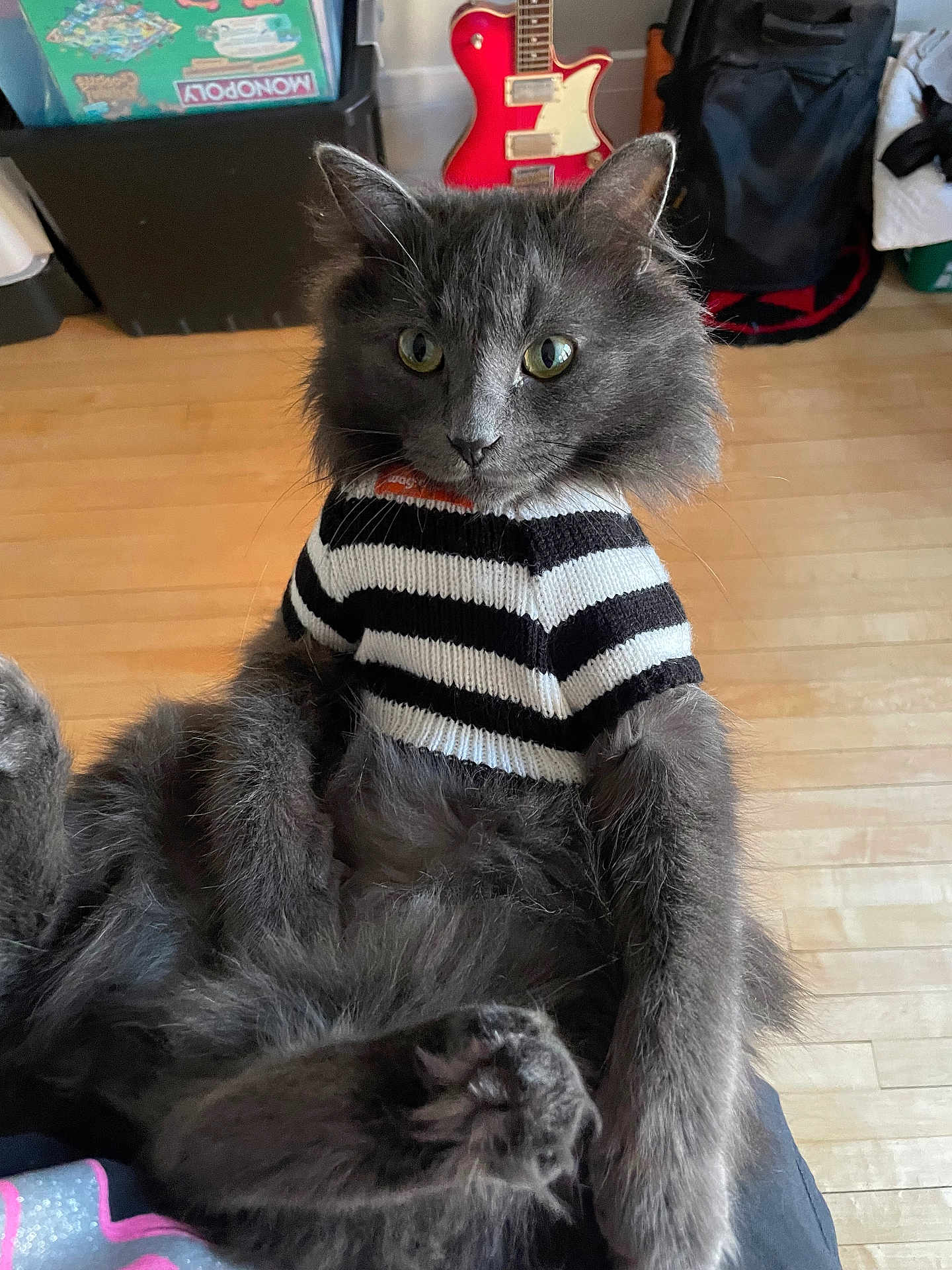 Howie is registered to the contest to win money with this photo: board_game, cat, cozy, curious, ears, feline, fur, furniture, gray_cat, guitar, household, indoor, looking, monopoly, paws, pet, sitting, striped_sweater, whiskers, wood_floor
