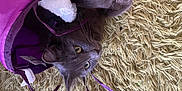 Howie joined the competition — help win amazing prizes! cat, gray_cat, purple_tunnel, carpet, shaggy_rug, feathers, playful, pet, indoor, fur, whiskers, curious, animal, toy, cozy, relaxed, paws, head, eyes, home
