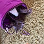 cat, gray_cat, purple_tunnel, carpet, shaggy_rug, feathers, playful, pet, indoor, fur, whiskers, curious, animal, toy, cozy, relaxed, paws, head, eyes, home