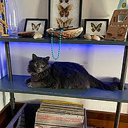 Howie joined the competition — help win amazing prizes! cat, gray_cat, shelf, butterfly_frames, vinyl_records, crate, seashells, wooden_figurine, blue_led_light, indoor, furniture, decor, animal, pet, resting, cozy, room, wall, collection, relaxing