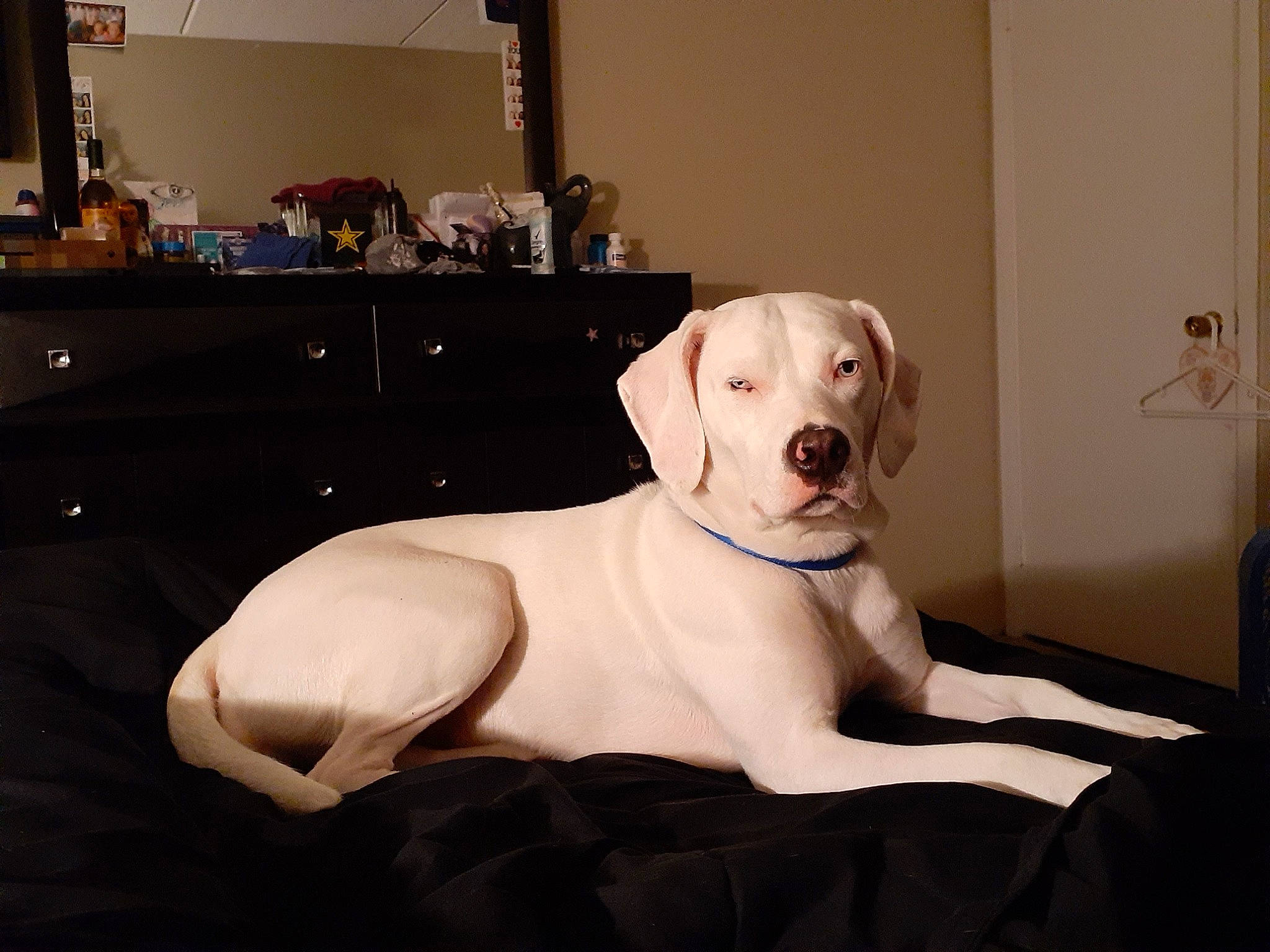 Baby Girl joined the competition — help win amazing prizes! canidae, carnivore, companion_dog, dog, dog_breed, dogo_argentino, ear, furniture, great_dane, guard_dog, mammal, non_sporting_group, pointer, puppy, rare_breed_dog, snout, sporting_group, vertebrate