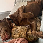 Scooby participe au concours pour gagner de l'argent avec cette photo : dog, cat, couch, blanket, fluffy, sleeping, resting, cozy, brown_dog, tabby_cat, pets, indoor, relaxed, snuggling, fur, animal, companion, home, comfort, soft