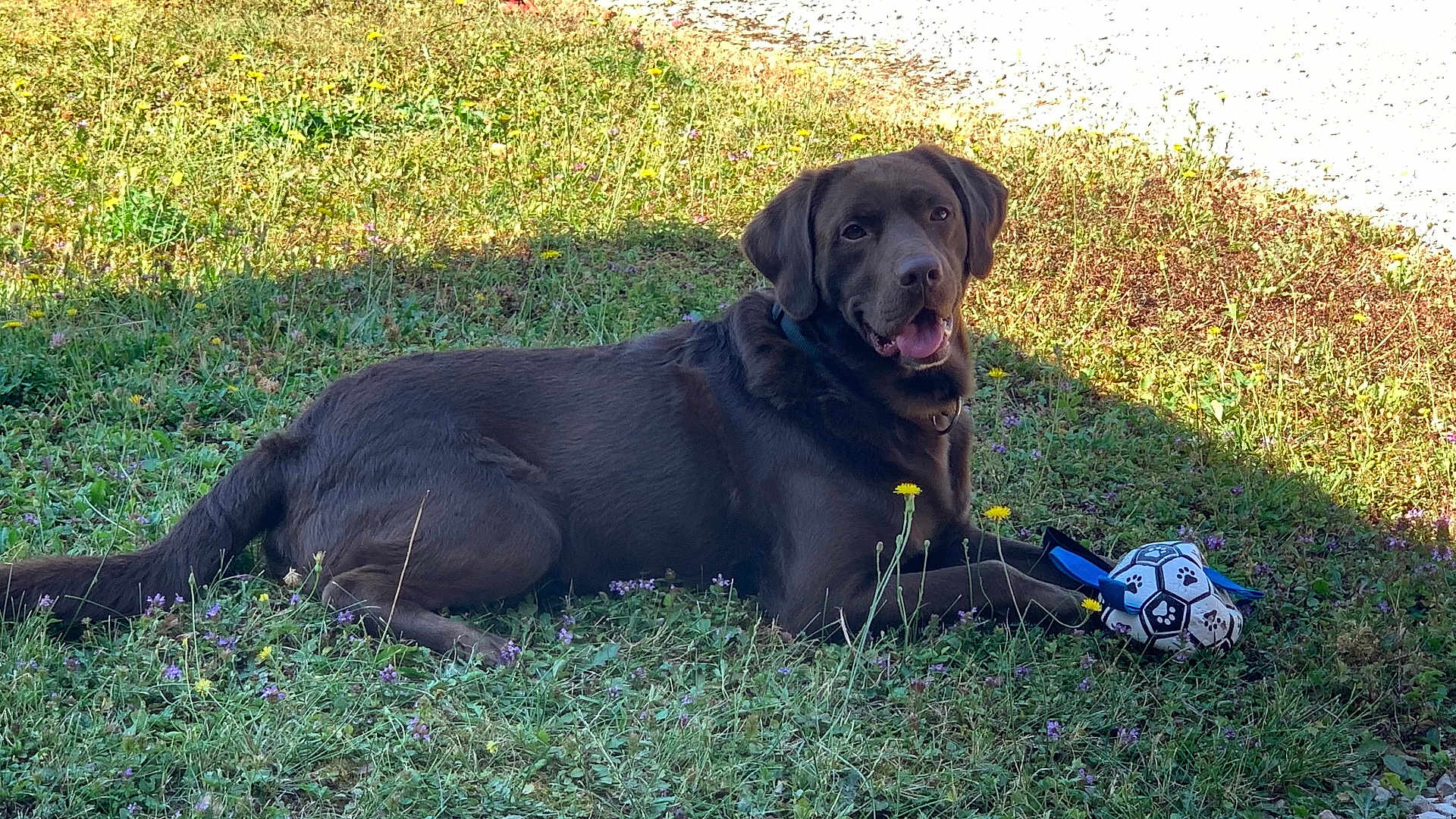 Scooby a rejoint le concours — aidez-le/la à gagner de superbes lots ! dog, labrador, chocolate_labrador, grass, flowers, toy, soccer_ball_toy, outdoor, sunlight, pet, canine, playful, lying_down, animal, nature, happy, tongue_out, collar, summer, field