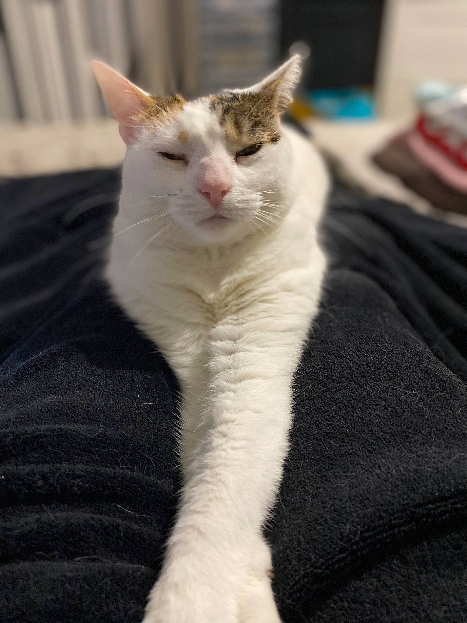 Tootsie a rejoint le concours — aidez-le/la à gagner de superbes lots ! carnivore, cat, claw, comfort, domestic_short_haired_cat, eye, fawn, felidae, fur, jaw, paw, small_to_medium_sized_cats, snout, tail, terrestrial_animal, whiskers