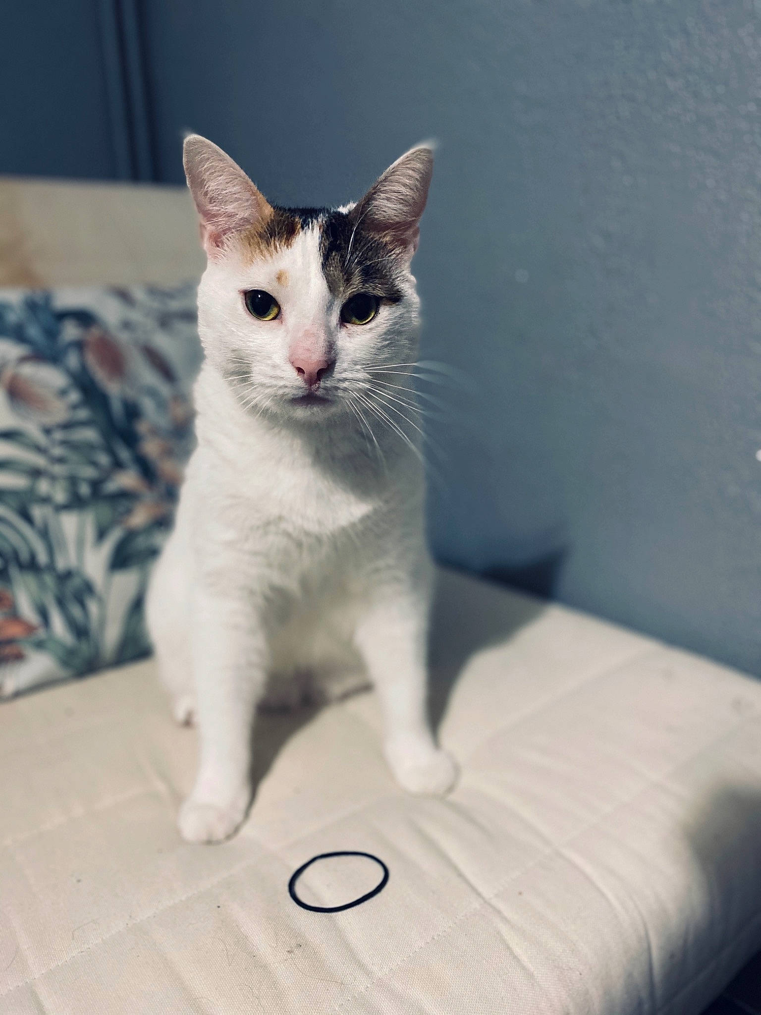 Tootsie participe au concours pour gagner de l'argent avec cette photo : carnivore, cat, comfort, domestic_short_haired_cat, eye, fawn, felidae, flooring, foot, fur, grey, hardwood, paw, sitting, small_to_medium_sized_cats, snout, tail, terrestrial_animal, whiskers, wood