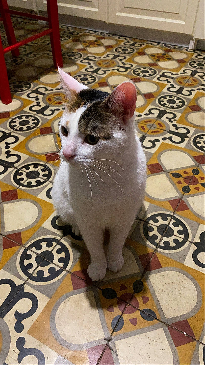 Tootsie a rejoint le concours — aidez-le/la à gagner de superbes lots ! carnivore, cat, domestic_short_haired_cat, felidae, floor, flooring, fur, hardwood, paw, small_to_medium_sized_cats, snout, tail, tile, tile_flooring, whiskers