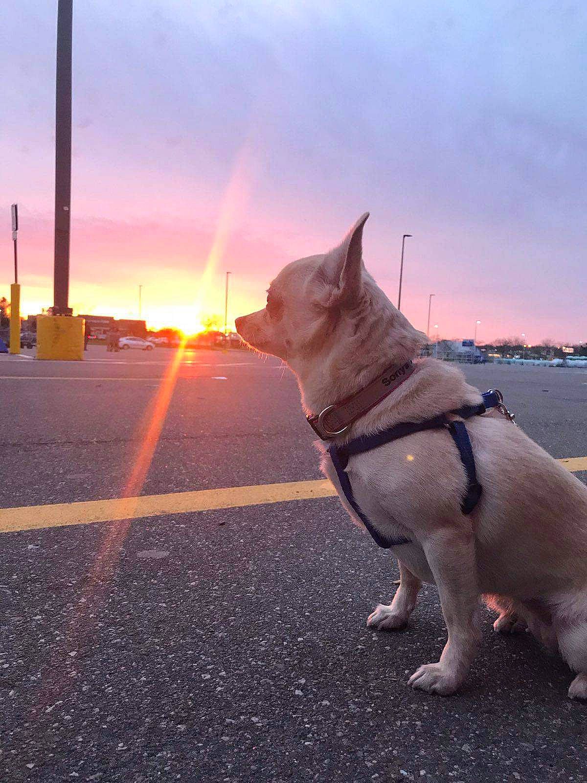 Sonya is registered to the contest to win money with this photo: asphalt, canidae, carnivore, cloud, collar, companion_dog, dog, dog_breed, fashion_accessory, fawn, leash, lens_flare, road, road_surface, sky, snout, sporting_group, tail, tire, working_animal