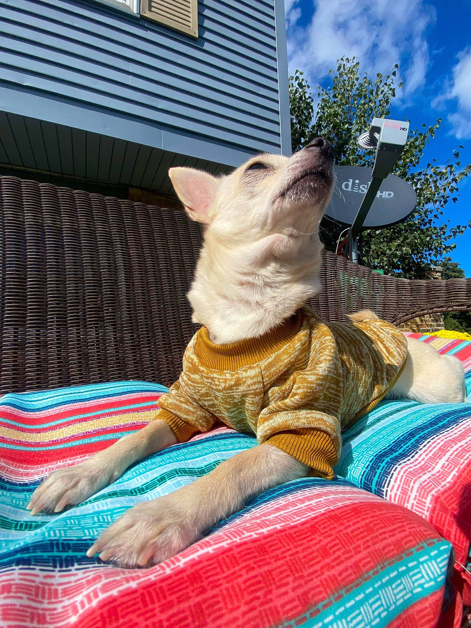 Sonya is registered to the contest to win money with this photo: carnivore, cat, cloud, comfort, companion_dog, dog_breed, electric_blue, fawn, felidae, fur, grass, leisure, plant, sky, small_to_medium_sized_cats, snout, tail, tree, whiskers, window