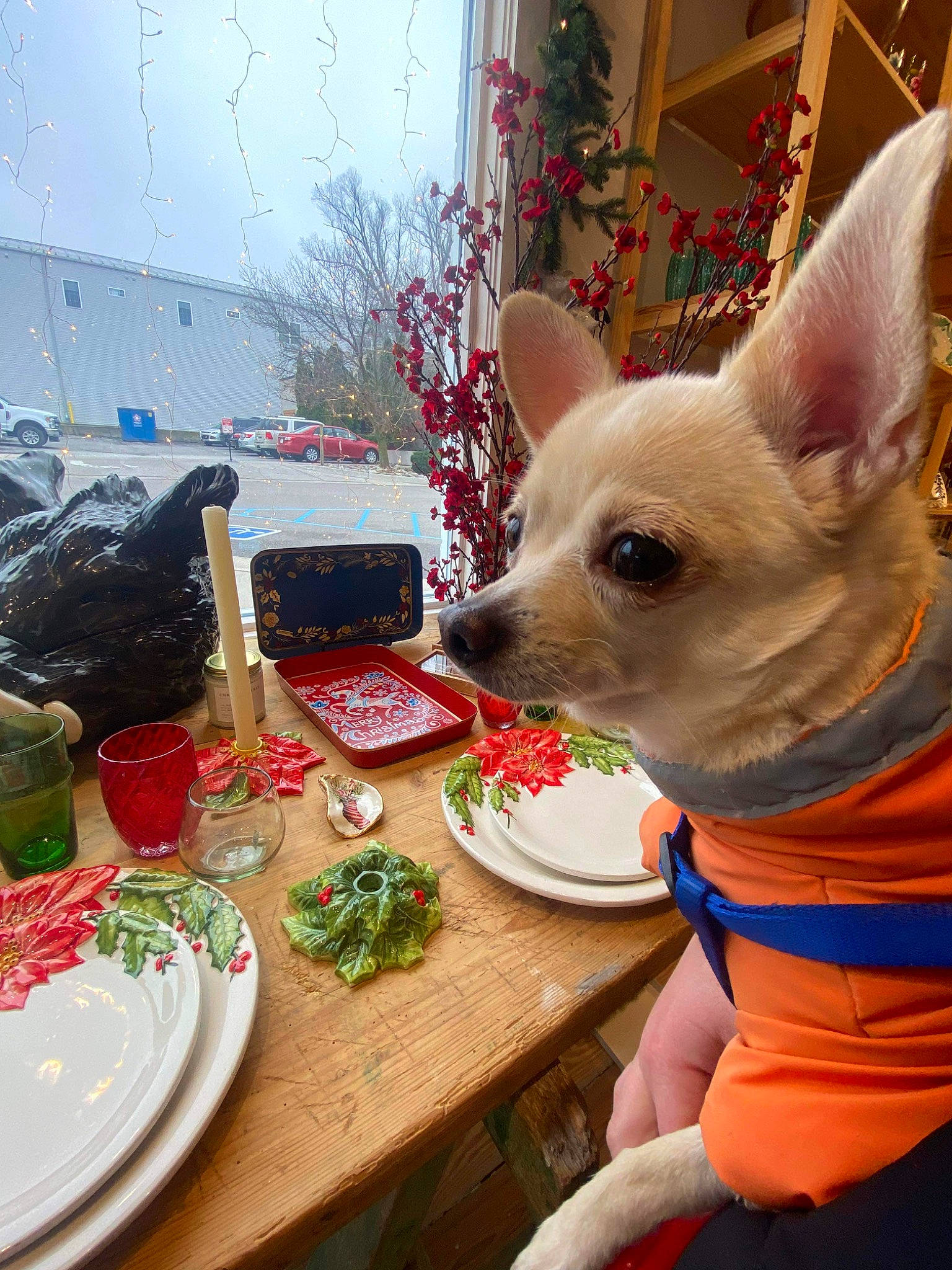 Sonya joined the competition — help win amazing prizes! carnivore, companion_dog, cup, dishware, dog, dog_breed, dog_supply, drinkware, event, fawn, food, green, party_hat, plate, serveware, table, tableware, toy_dog, window, working_animal