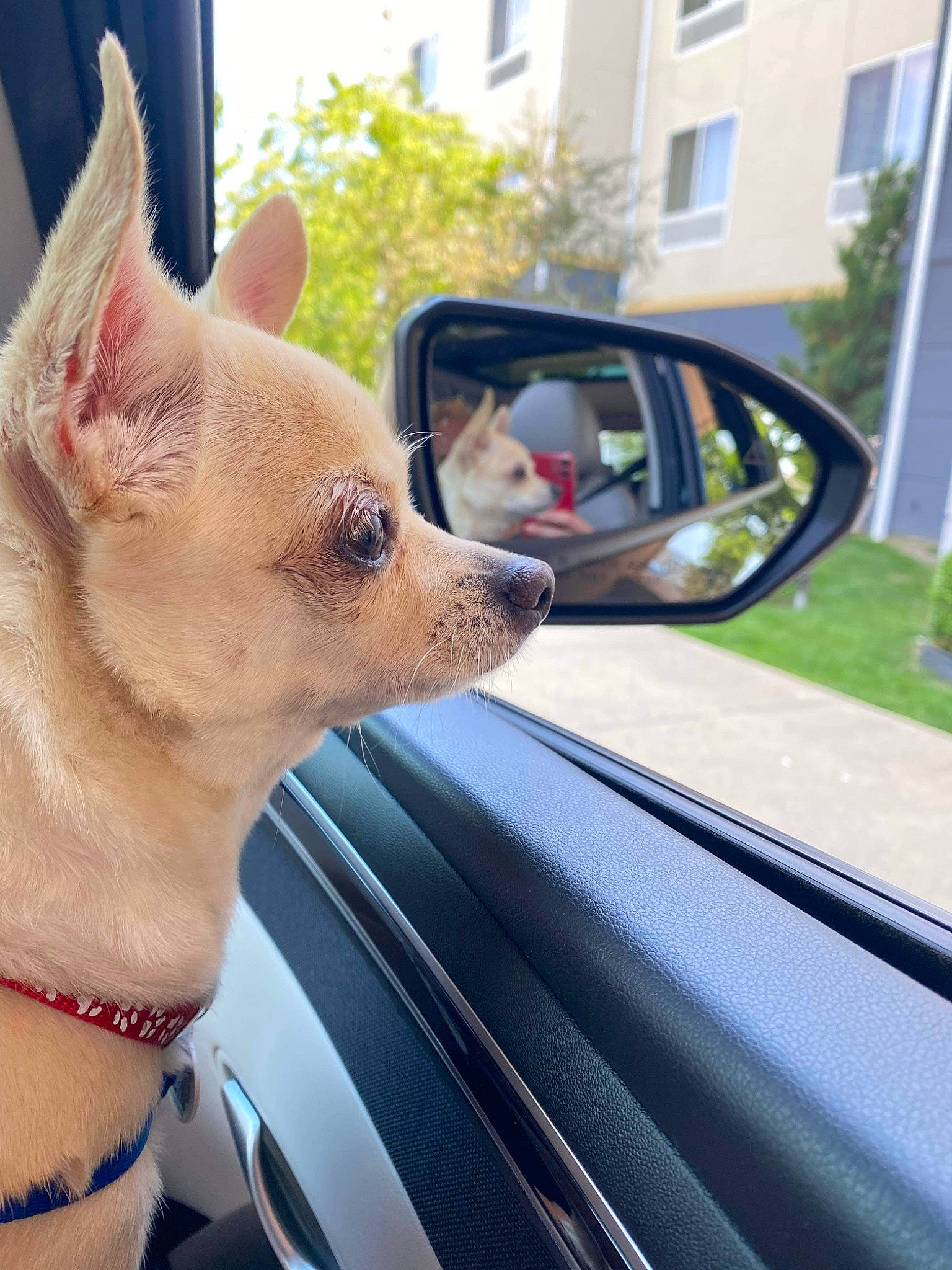 Sonya is registered to the contest to win money with this photo: automotive_exterior, automotive_mirror, automotive_side_view_mirror, car, carnivore, collar, companion_dog, dog, dog_breed, fawn, hood, mirror, motor_vehicle, plant, rear_view_mirror, snout, tree, vehicle, vehicle_door, window