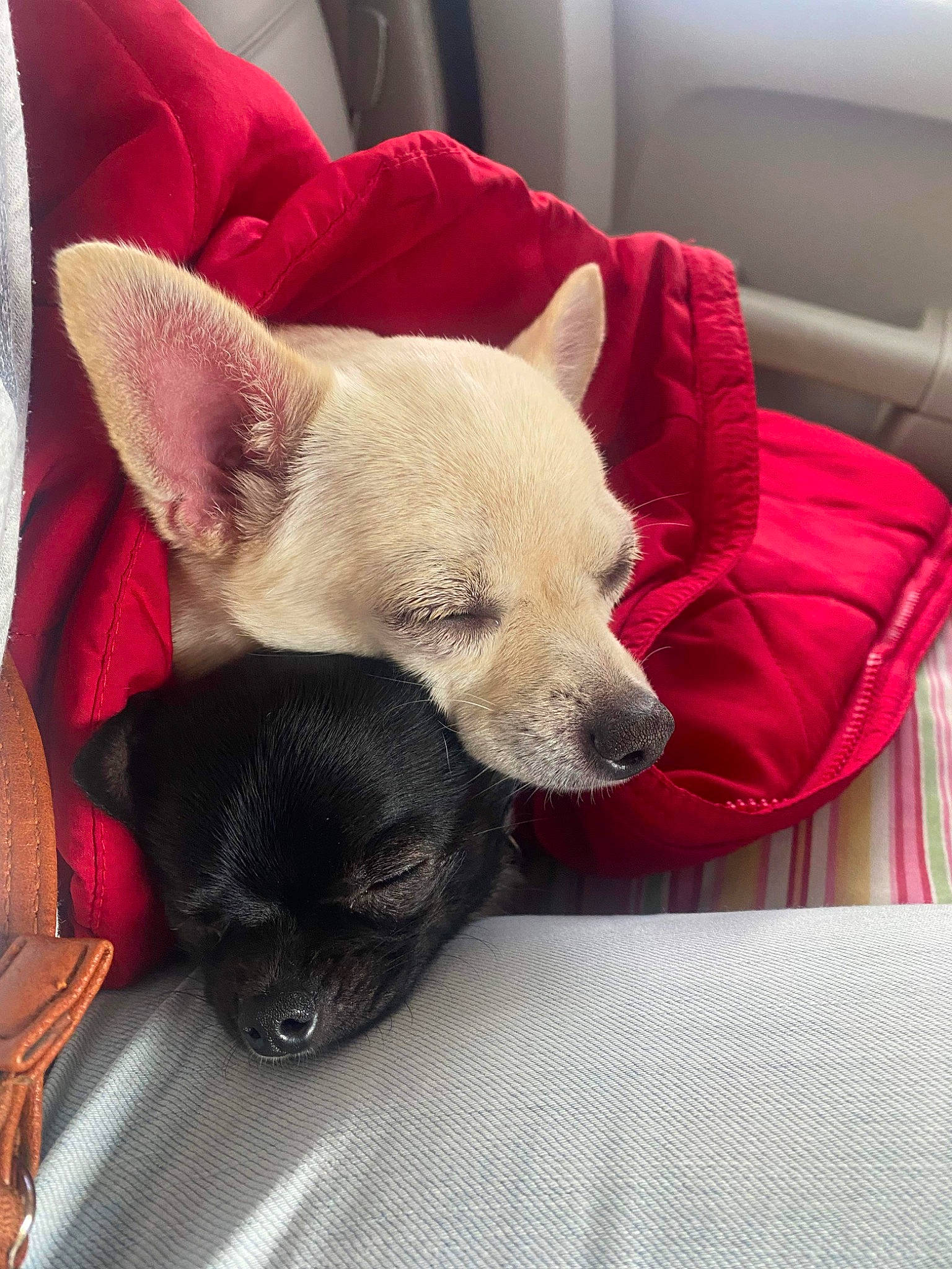 Sonya joined the competition — help win amazing prizes! canidae, carnivore, comfort, companion_dog, couch, dog, dog_breed, dog_supply, fawn, felidae, fur, linens, nap, room, sleep, small_to_medium_sized_cats, snout, sporting_group, toy_dog, whiskers