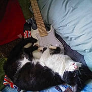 Slick is registered to the contest to win money with this photo: animal, bed, black_and_white_cat, cat, close_up, colorful, domestic_animal, electric_guitar, feline, fur, home, indoor, musical_instrument, pet, pillow, quilt, relaxation, resting, sleeping, soft