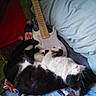 animal, bed, black_and_white_cat, cat, close_up, colorful, domestic_animal, electric_guitar, feline, fur, home, indoor, musical_instrument, pet, pillow, quilt, relaxation, resting, sleeping, soft