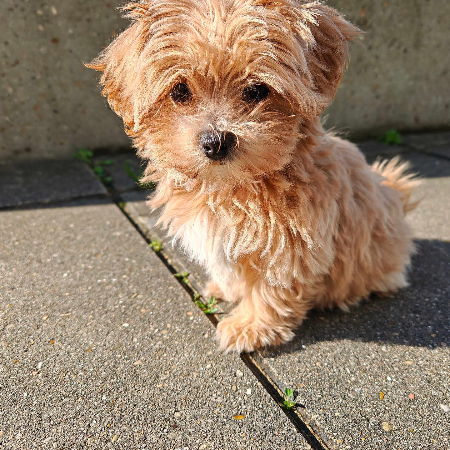 Billy-Bobby-boy participe au concours pour gagner de l'argent avec cette photo : accessories, affenpinscher, animal, canine, dog, flagstone, leash, path, pet, poodle, puppy, road, sidewalk, slate, strap, terrier, walkway, whitedog