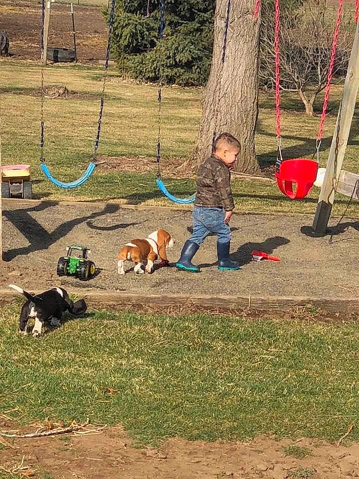 Bryler is registered to the contest to win money with this photo: backyard, canidae, carnivore, companion_dog, dog, fun, grass, leisure, person, play, tree