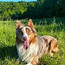 dog, grass, outdoor, field, sunlight, blue_sky, nature, canine, happy, tongue_out, ears_up, fluffy_coat, greenery, animal, pet, summer, daylight, relaxed, mammal, playful