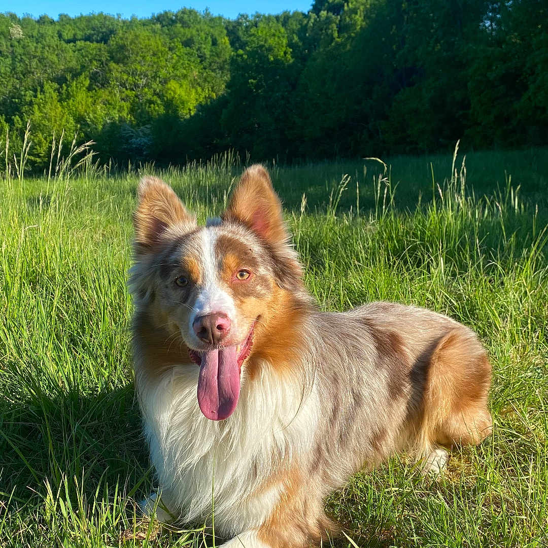 Vogue