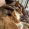 Vogue participe au concours pour gagner de l'argent avec cette photo : dog, couch, blanket, indoor, pet, fur, relaxed, resting, brown, white, cozy, home, floor, tile, ear, paw, animal, sleepy, comfort, furniture