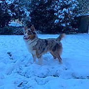 Vogue a rejoint le concours — aidez-le/la à gagner de superbes lots ! dog, snow, winter, outdoor, tree, fur, animal, pet, nature, landscape, grass, canine, playful, cold, daylight, background, happy, standing, park, snowy