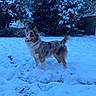dog, snow, winter, outdoor, tree, fur, animal, pet, nature, landscape, grass, canine, playful, cold, daylight, background, happy, standing, park, snowy
