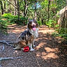 Vogue a rejoint le concours — aidez-le/la à gagner de superbes lots ! dog, forest, path, trees, sunlight, greenery, nature, pet, animal, sitting, tongue_out, happy, fur, toy, outdoor, shade, wood, leaves, fence, daylight