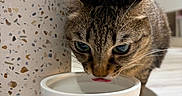 Luna is registered to the contest to win money with this photo: cat, tabby_cat, drinking, water_bowl, indoor, floor, pet, animal, whiskers, ears, closeup, curious, feline, domestic_cat, household, container, reflection, shadow, tongue, quiet