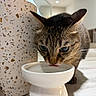 cat, tabby_cat, drinking, water_bowl, indoor, floor, pet, animal, whiskers, ears, closeup, curious, feline, domestic_cat, household, container, reflection, shadow, tongue, quiet