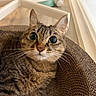 Luna is registered to the contest to win money with this photo: cat, tabby_cat, pet, indoor, cardboard_bed, curious, wide_eyes, feline, striped_fur, whiskers, ears, floor, chair, close_up, domestic_cat, relaxed, looking_at_camera, cozy, home, animal