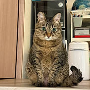 Luna joined the competition — help win amazing prizes! cat, tabby, indoor, pet, animal, sitting, floor, furniture, door, shelf, globe, household, domestic, fur, whiskers, tail, eyes, portrait, cute, mammal