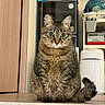 cat, tabby, indoor, pet, animal, sitting, floor, furniture, door, shelf, globe, household, domestic, fur, whiskers, tail, eyes, portrait, cute, mammal