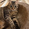 Luna is registered to the contest to win money with this photo: cat, tabby, indoor, pet, relaxing, cardboard_scratch_pad, feline, whiskers, cute, close_up, paw, striped, curious, cozy, fur, animal, laying, texture, eyes, ears