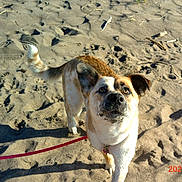 Nova is registered to the contest to win money with this photo: dog, leash, sand, footprints, outdoor, animal, pet, canine, curious, brown, white, fur, daylight, nature, playful, walking, shadow, closeup, muzzle, ears