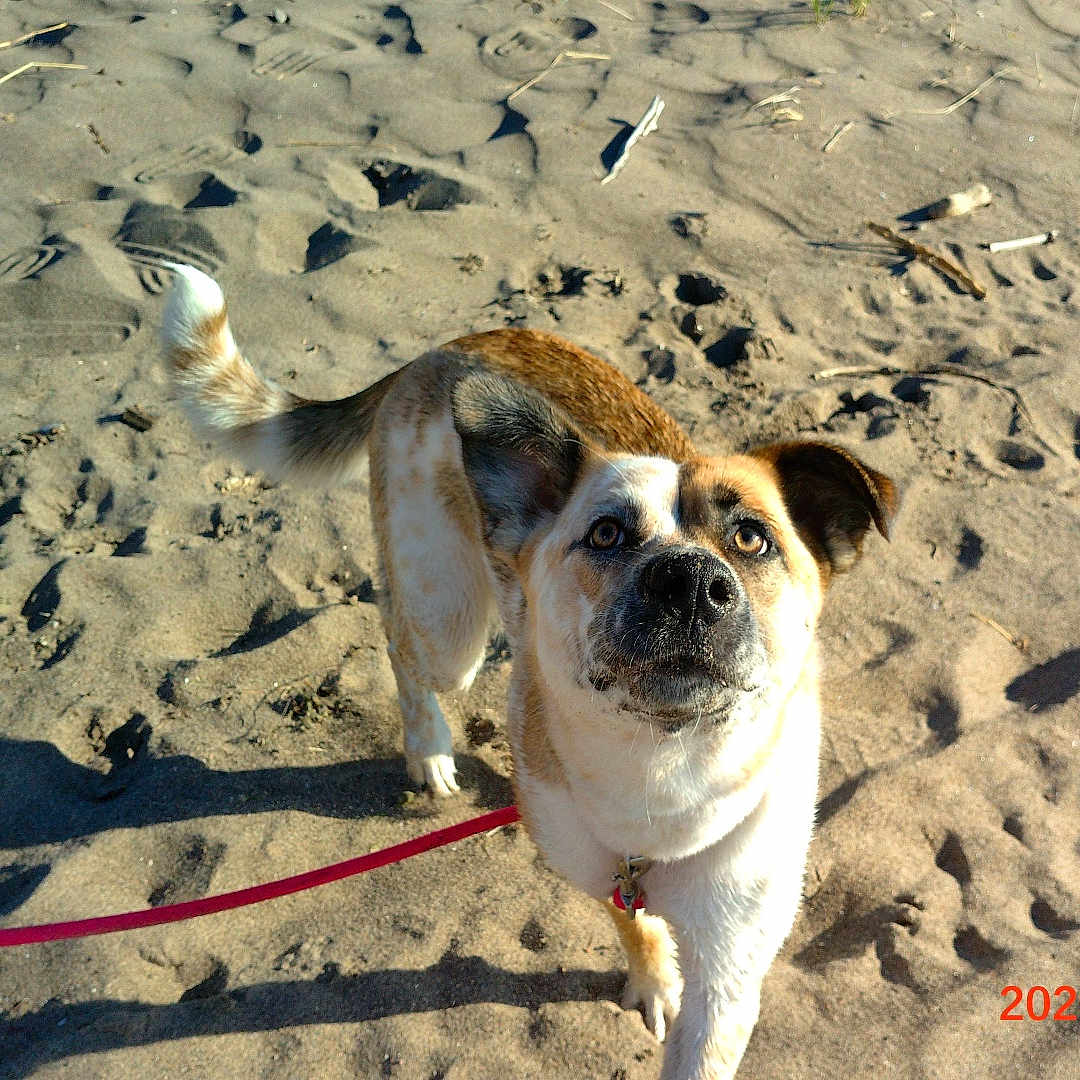 Nova is registered to the contest to win money with this photo: dog, leash, sand, footprints, outdoor, animal, pet, canine, curious, brown, white, fur, daylight, nature, playful, walking, shadow, closeup, muzzle, ears